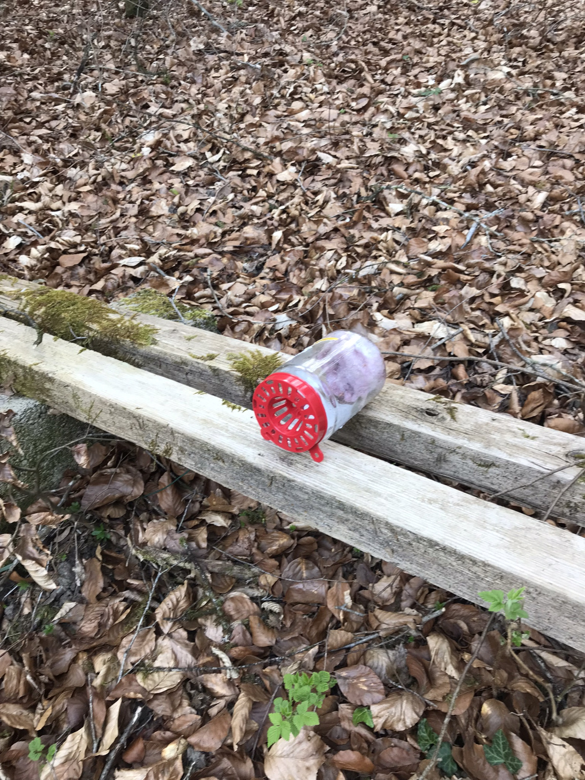 Nid de frelon asiatique à Bridel 2025