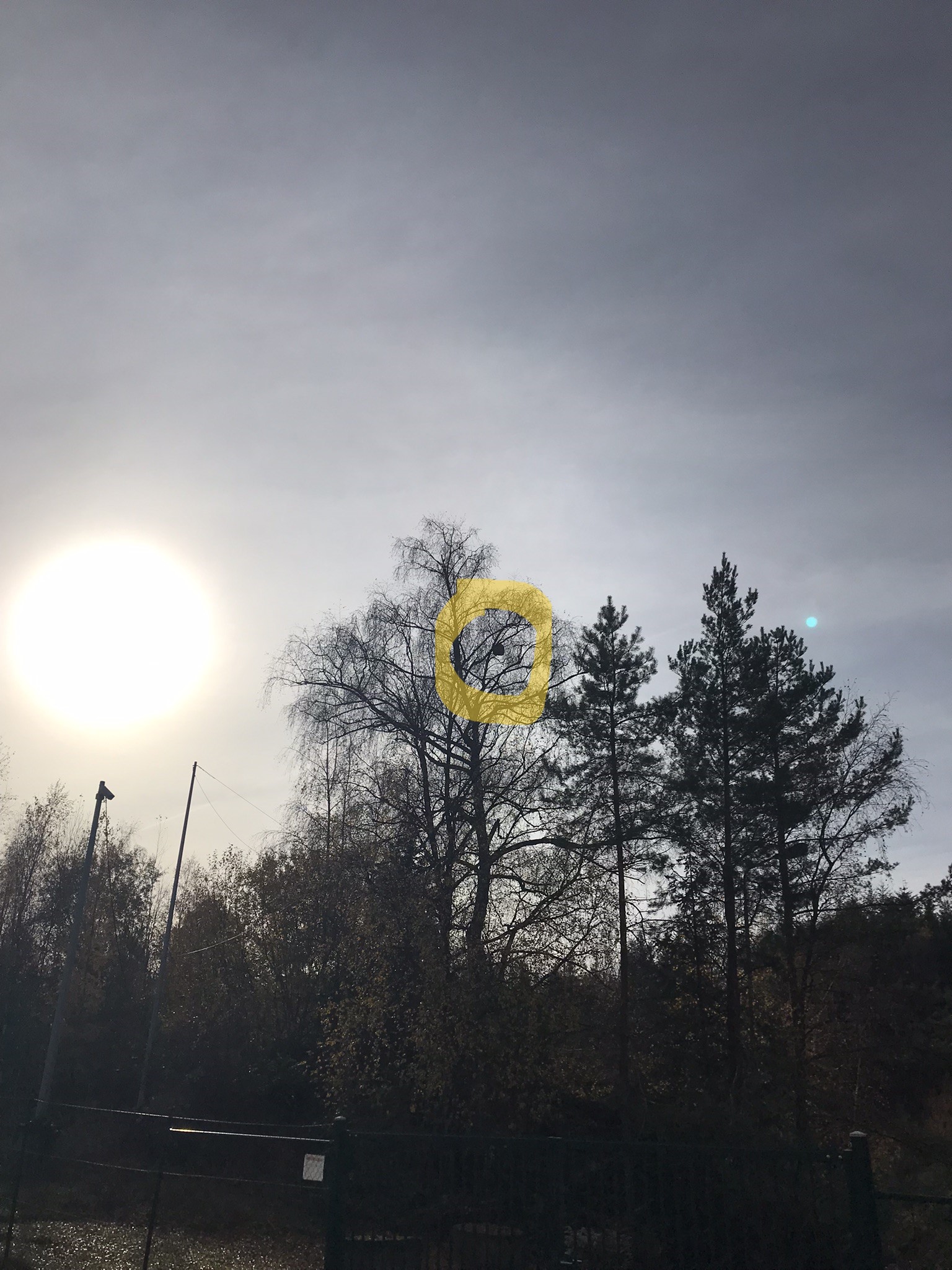 Nid de frelon asiatique à Bridel 2025