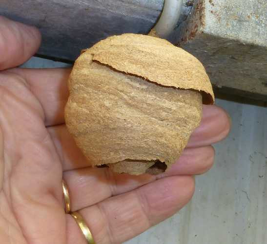 Nid primaire de frelon asiatique