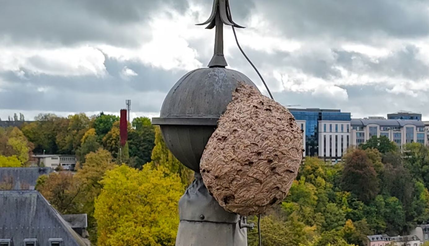 Nid secondaire de frelon asiatique au sommet de l'abbaye de Neumünster
