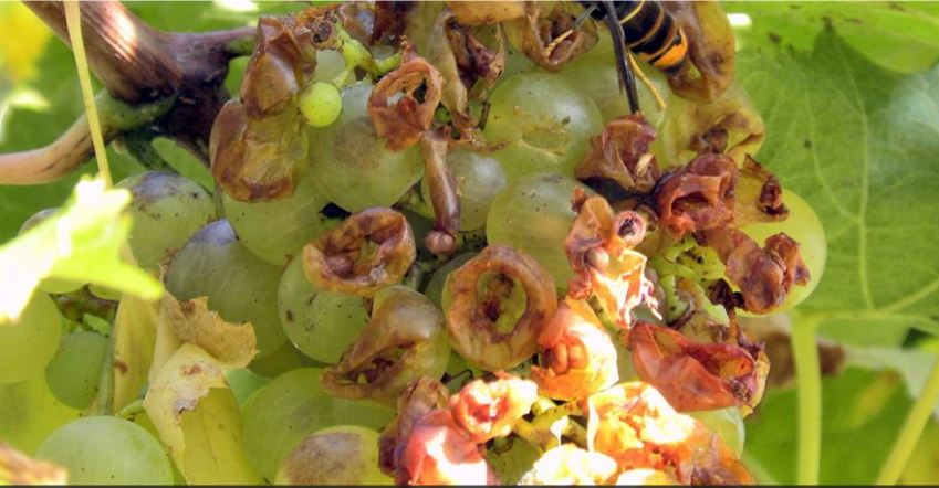 Ravage de la vigne par le frelon asiatique