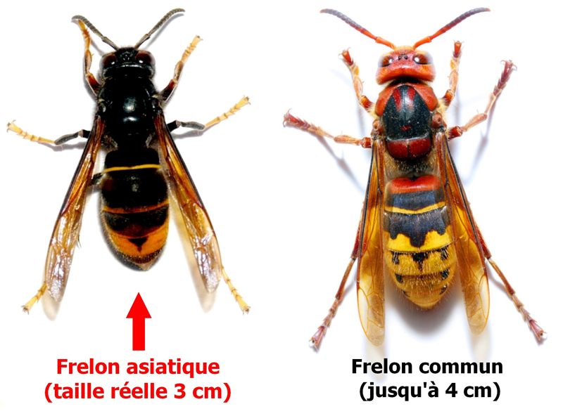 Comparaison Vespa velutina et Vespa crabro